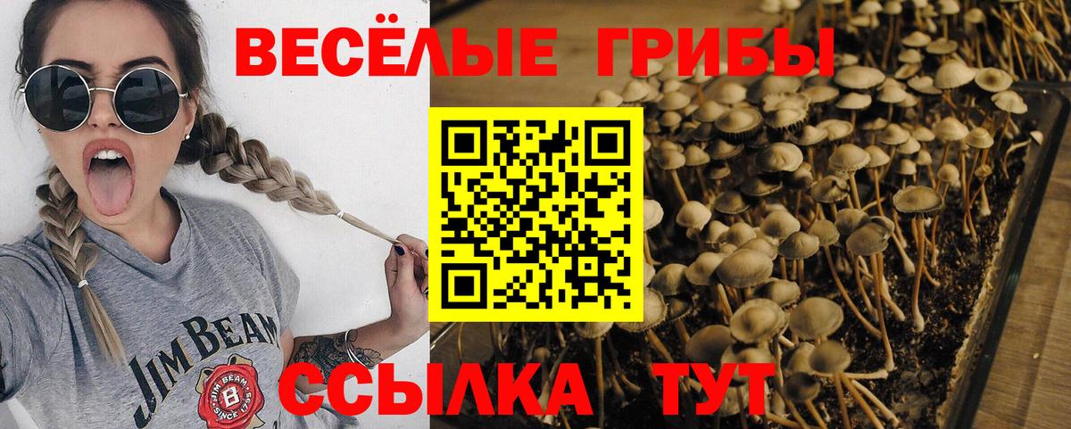 Галлюциногенные грибы Cubensis  Вход с VPN  Ликино-Дулёво 
